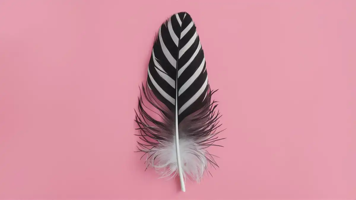 black and white feather featured