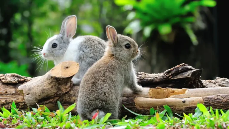 The Spiritual Significance of Seeing 2 Rabbits: Symbolism, Dreams, and Myths