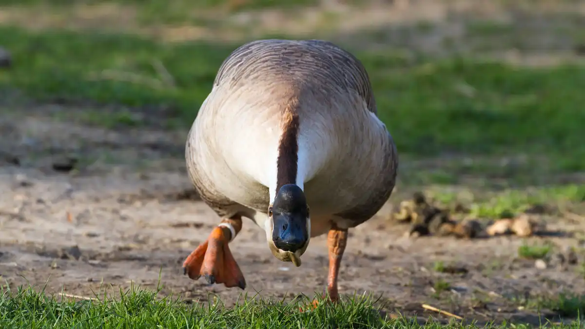 goose about to attack dream