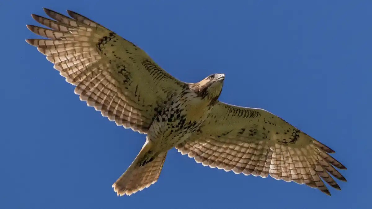 hawk flying over featured