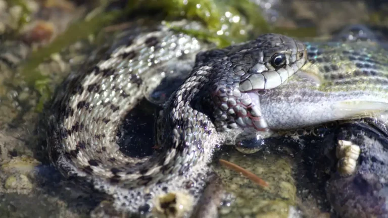 snake eating sake dream