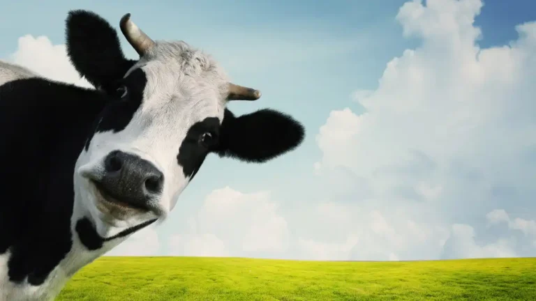 cow in dream