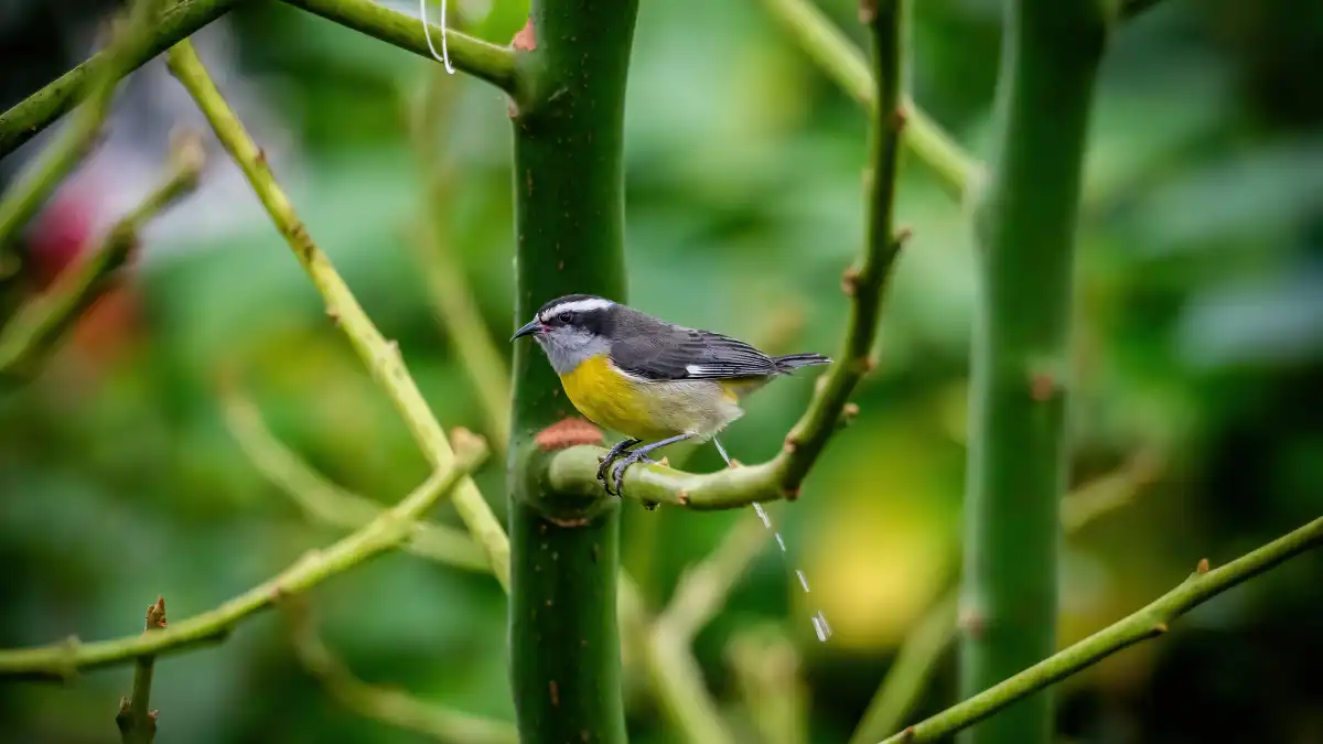 bird pooping