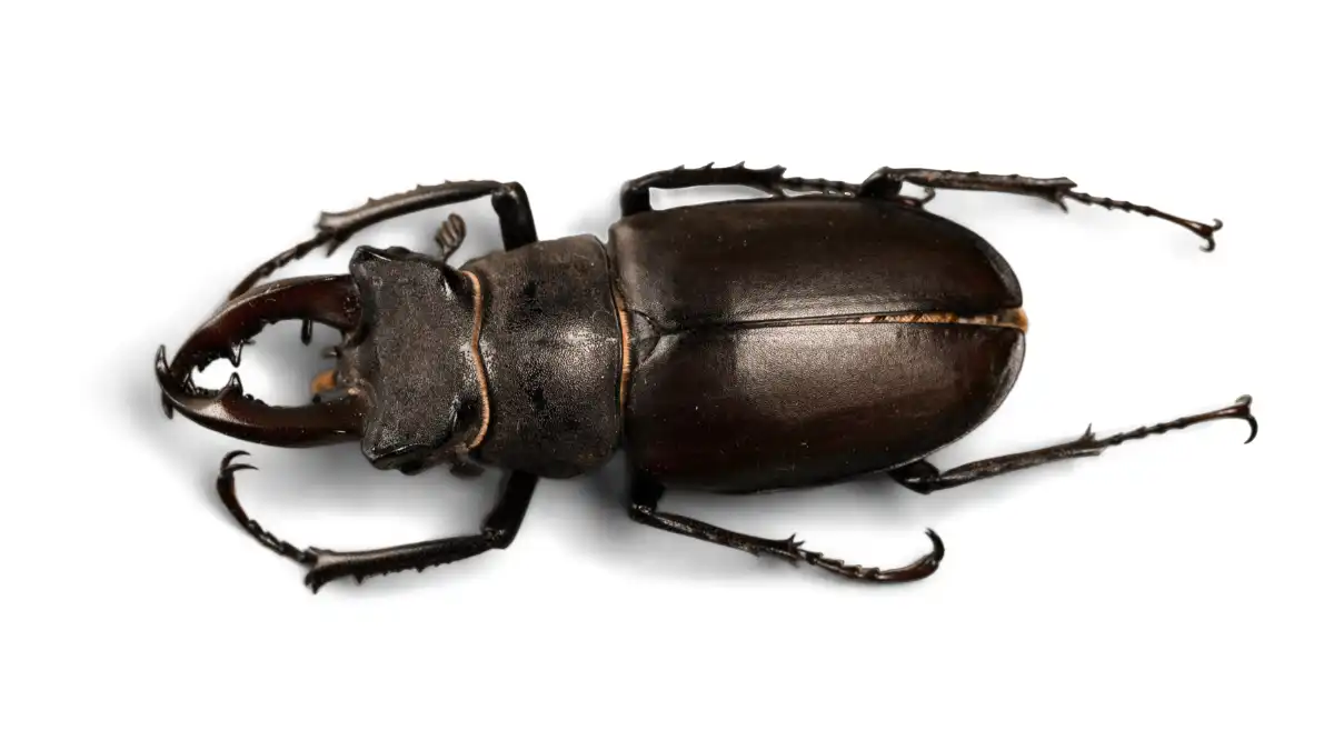 black beetles