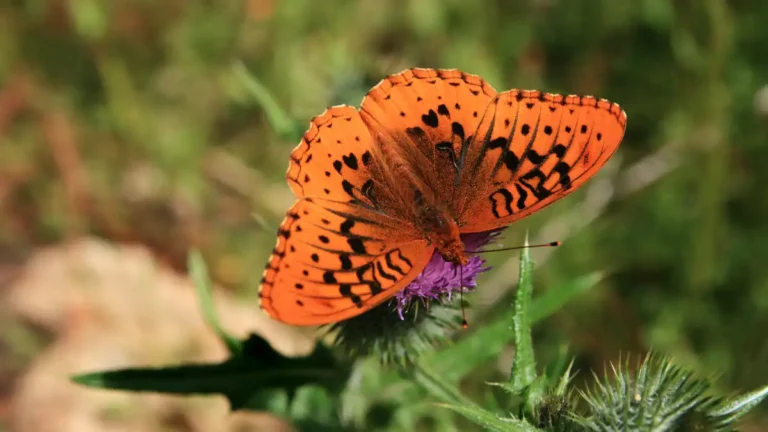 black orange butterfly