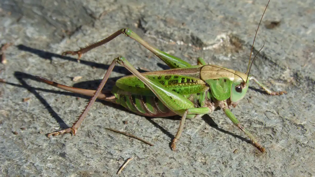 cricket in house