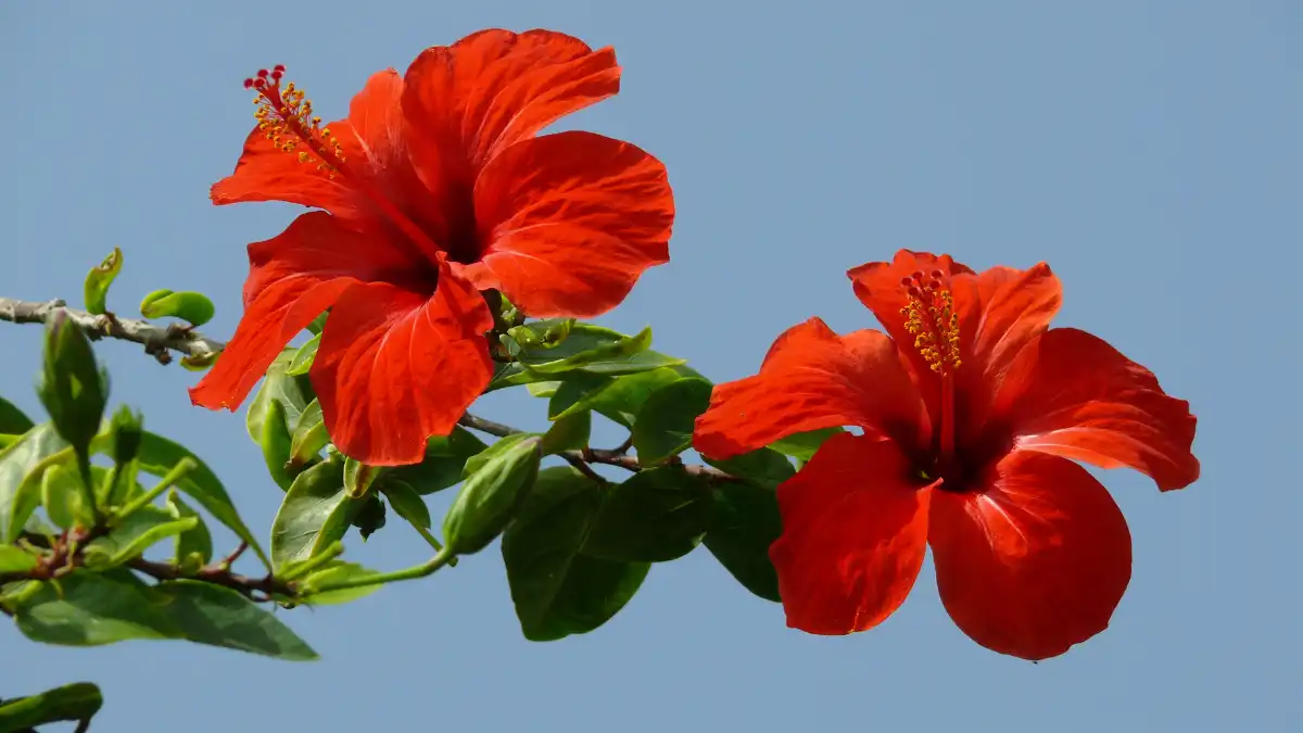 hibiscus flower