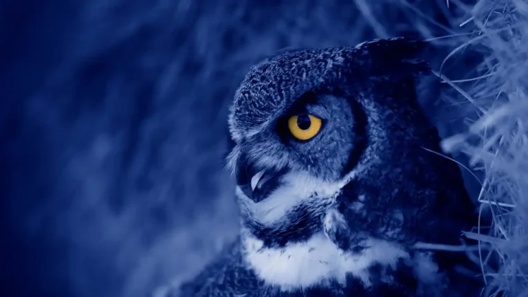 owl hooting at night