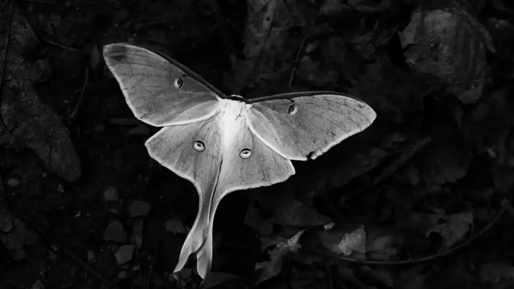 white moth 2