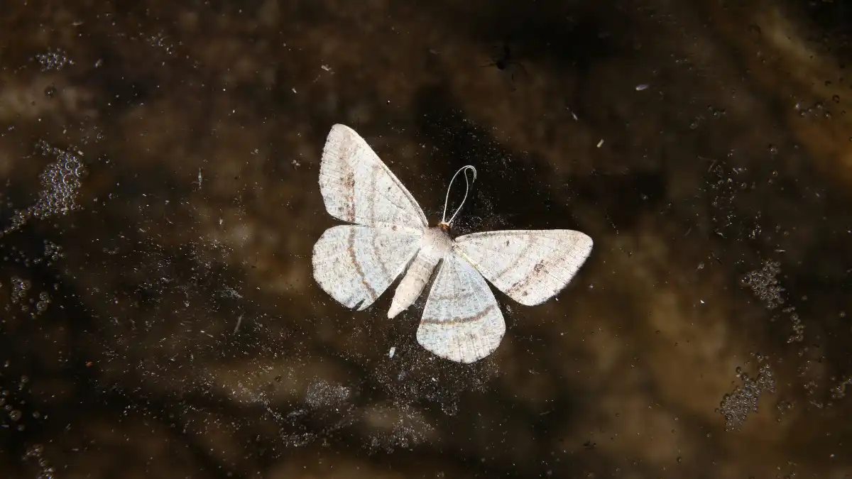 white moth